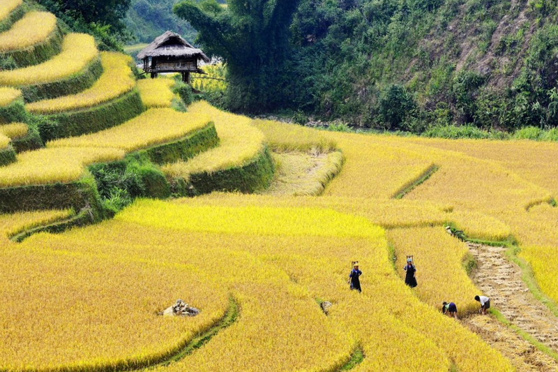 2-Day Trekking Tour from Sapa to Y Linh Ho, Lao Chai, Ta Van, Giang Ta Chai & Su Pan
